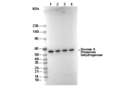 Glucose 6 Phosphate Dehydrogenase Antibody [N10E9] WB