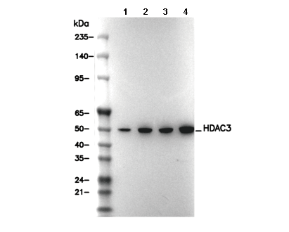 HDAC3 Antibody [J15M12] WB