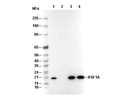 ASF1A Antibody [M16E1] WB