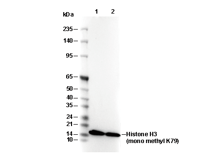 Histone H3 (mono methyl Lys79) Antibody [P1J18] WB