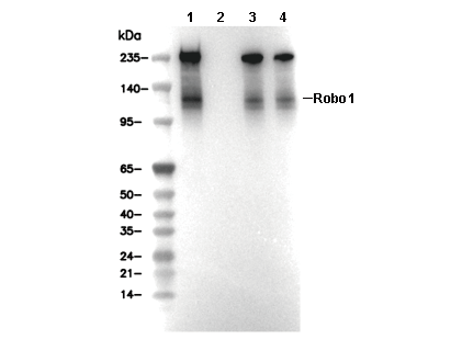 Robo1 Antibody [A23H22] WB