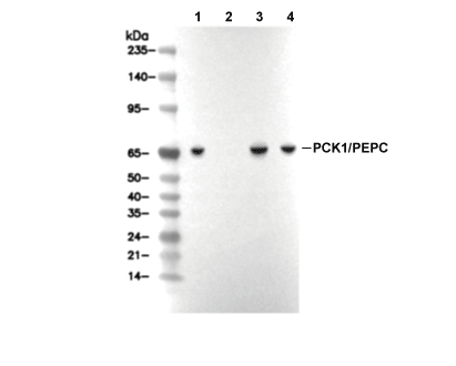 PCK1 Antibody [D3C9] WB