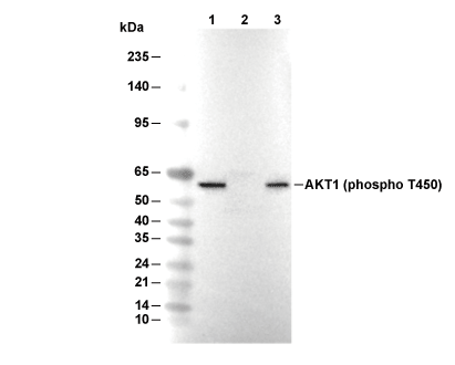 Phospho-AKT1 (Thr450) Antibody [H24E24] WB