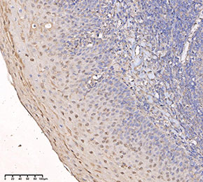 F4056-IHC1