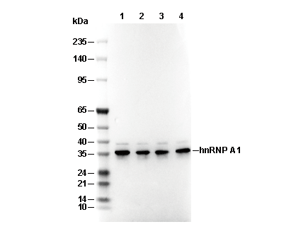 hnRNP A1 Antibody [A20P15] WB