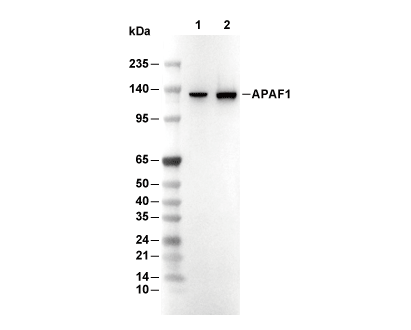 APAF1 Antibody [L11A23] WB