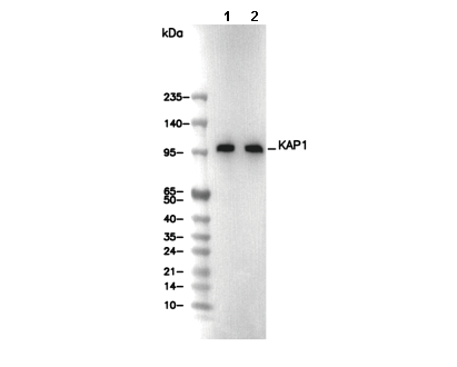KAP1 Antibody [L21A12] WB