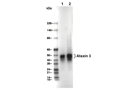 Ataxin 3 Antibody [K3D4] WB