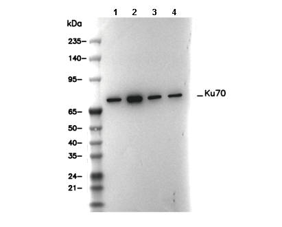 Ku70 Antibody [A6H2] WB
