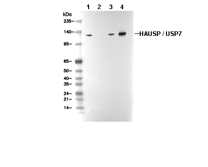 HAUSP/USP7 Antibody [B16C12] WB