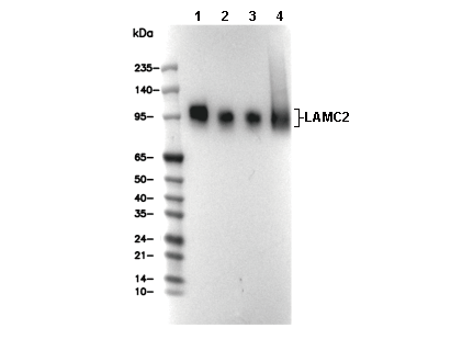 LAMP1 Antibody [L9J5] WB