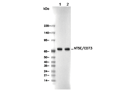NT5E/CD73 Antibody [C12H2] WB