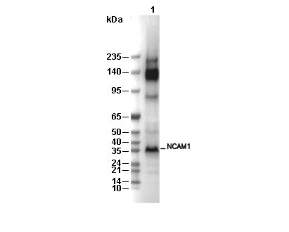 NCAM1 Antibody [A24N10] WB