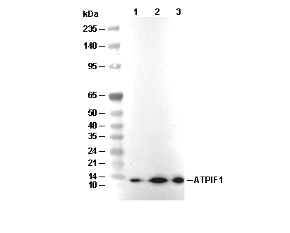 ATPIF1 Antibody [P8F22] WB