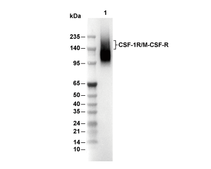 CSF-1R/M-CSF-R Antibody [P4B9] WB