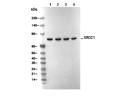 XRCC1 Antibody [H9H12] WB