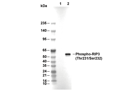 F4111-wb