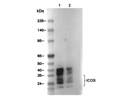ICOS Antibody [A13H14] WB