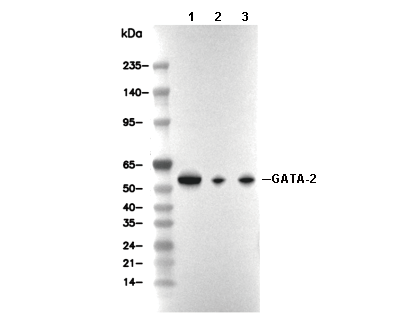 GATA-2 Antibody [N19H2] WB