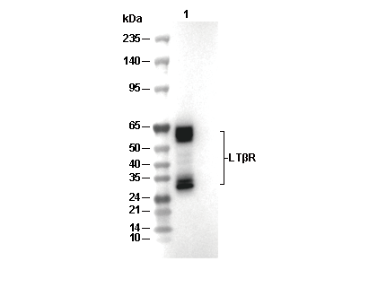 LT&beta;R Antibody [H12L6] WB
