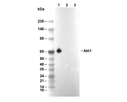 Akt1 Antibody [B17F18] WB