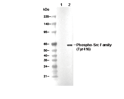 Phospho-Src Family (Tyr416) Antibody [D13C8] WB