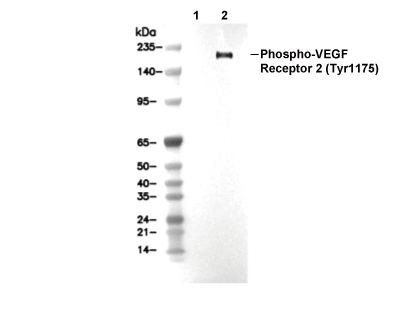 Phospho-VEGF Receptor 2 (Tyr1175) Antibody [M10N15] WB