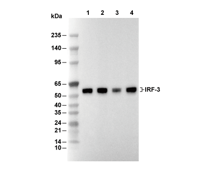 IRF-3 Antibody [P4B7] WB