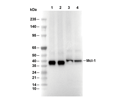 Mcl-1 Antibody [D17H9] WB