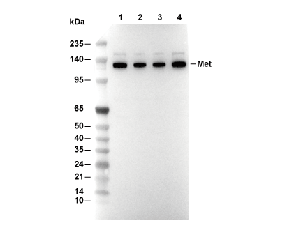 Met Antibody [K15N1] WB