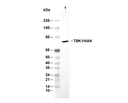 TBK1/NAK Antibody [C14L9] WB