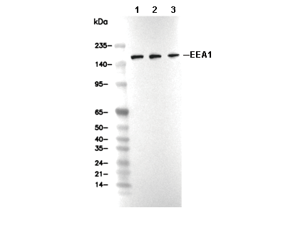 EEA1 Antibody [G20J24] WB