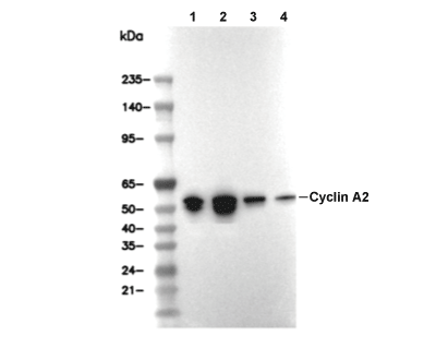Cyclin A2 Antibody [N5C11] WB