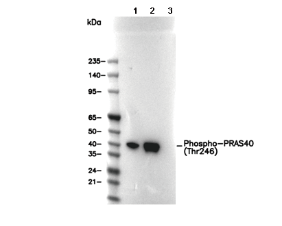 Phospho-PRAS40 (Thr246) Antibody [P11G2] WB