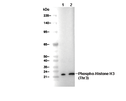 Phospho-Histone H3 (Thr3) Antibody [C4K12] WB
