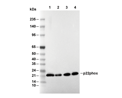 p22phox Antibody [G20B7] WB