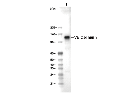 VE-Cadherin Antibody [K17A2] WB