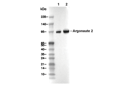 Argonaute-2 Antibody [K4M16] WB