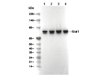F4174-wb