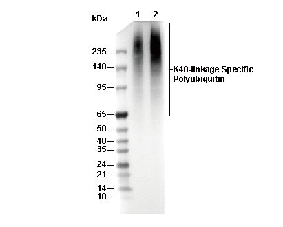 K48-linkage Specific Polyubiquitin Antibody [B3A13] WB