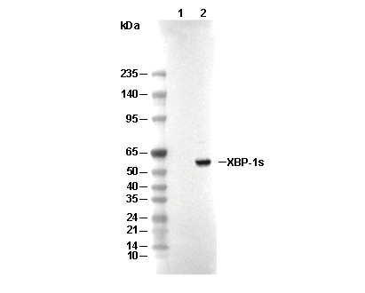 XBP-1s Antibody [N17H18] WB