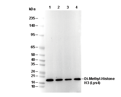 Histone H3 (di methyl Lys4) Antibody [P13F3] WB
