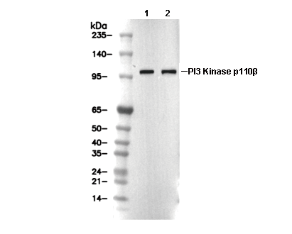 PI3 Kinase p110&beta; Antibody [D23E3] WB