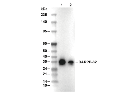 DARPP32 Antibody [G9D16] WB