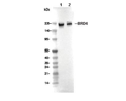 BRD4 Antibody [E1J10] WB