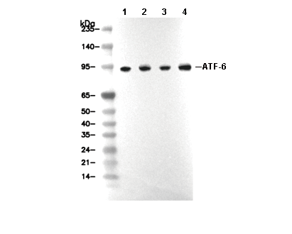 ATF-6 Antibody [G8H4] WB