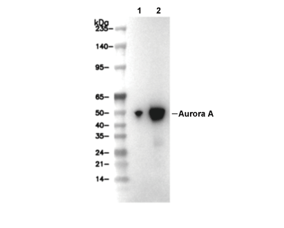 Aurora A Antibody [J10G23] WB
