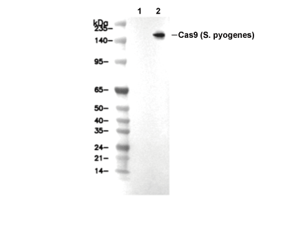 Cas9 (S. pyogenes) Antibody [B9K16] WB