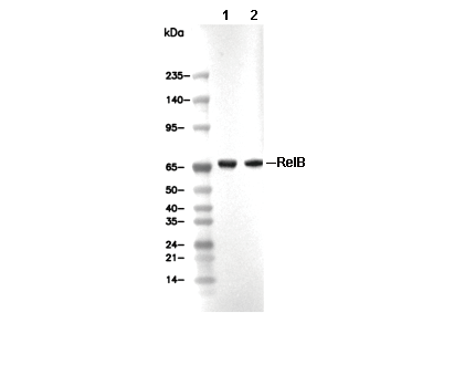 RelB Antibody [A5J20] WB