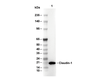Claudin-1 Antibody [N2H22] WB